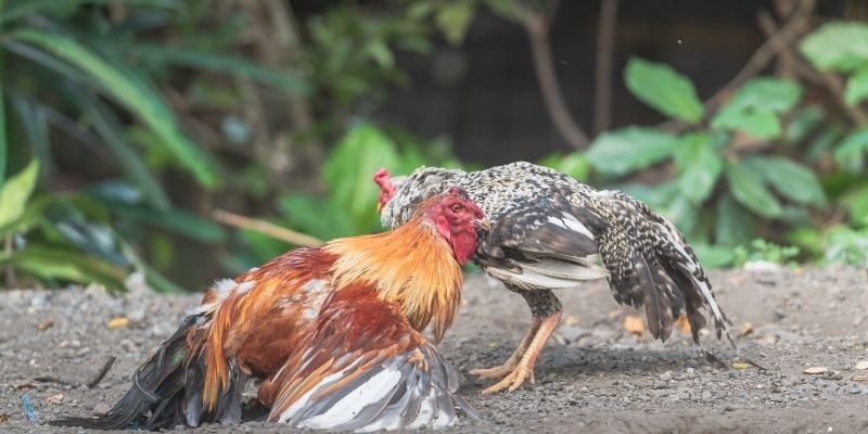 Giới thiệu cơ bản về đá gà SV128